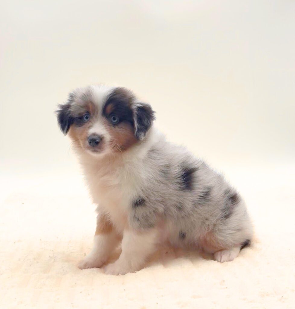 [#25790-06]  - Blue Merle F Miniature Australian Shepherd Puppies For Sale