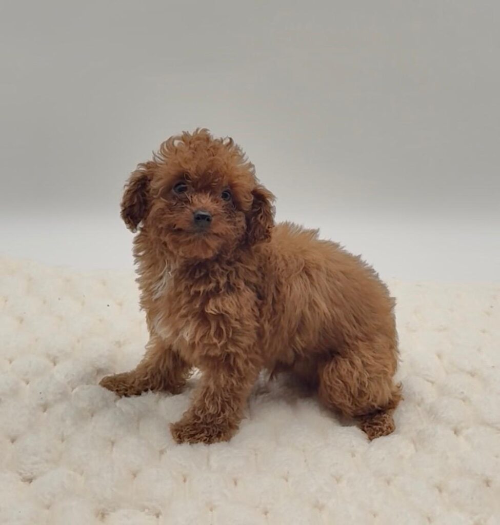 [#25739-01]  - Red F Poodle Puppies For Sale