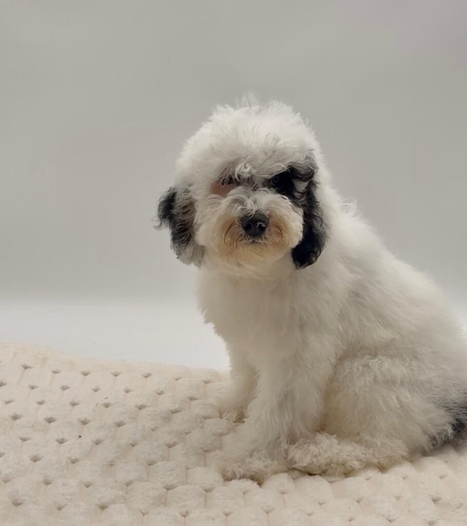 [#252408-04]  - White F Bernedoodle Mini Puppies For Sale