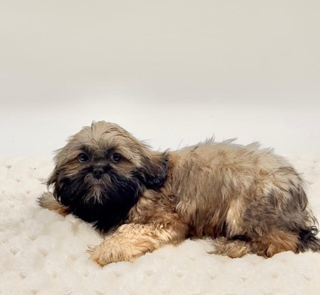 [#252341-01]  - Dark Brown M Shih Tzu Puppies For Sale