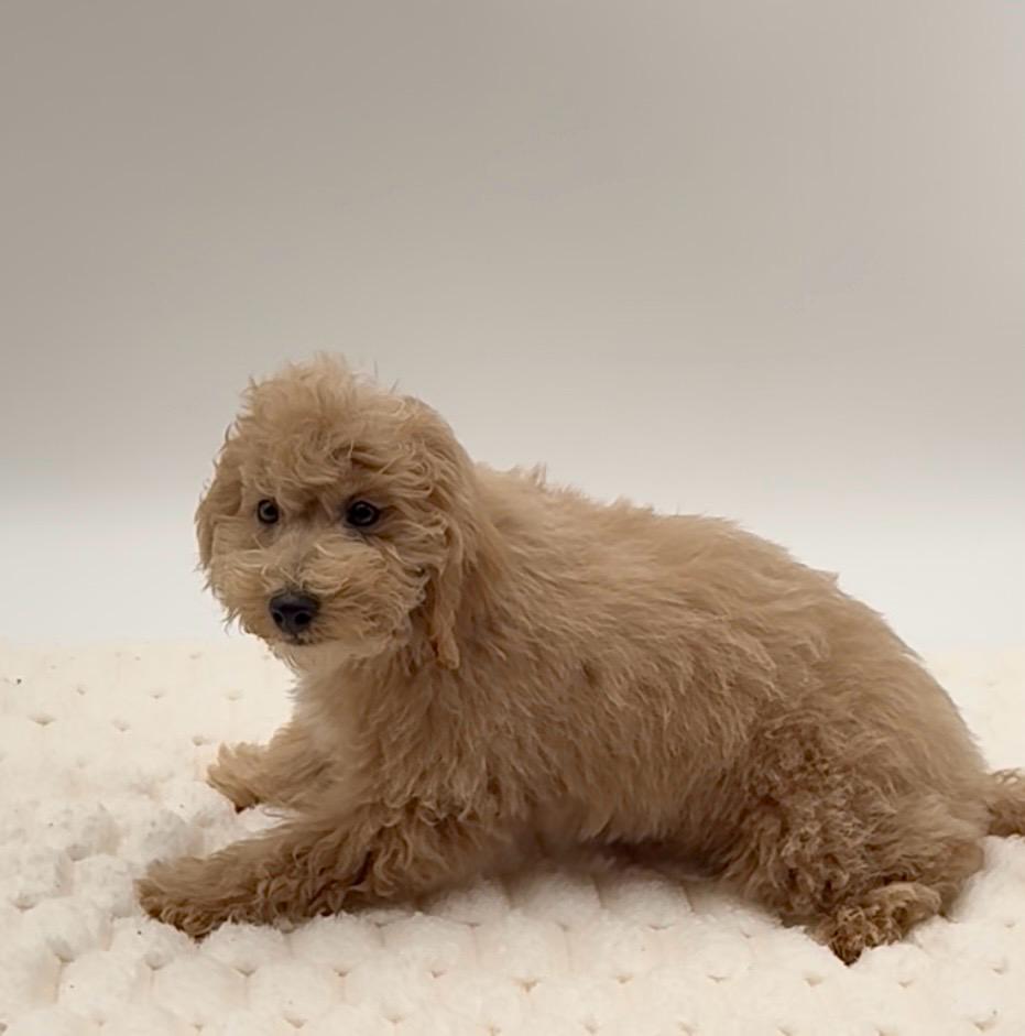 [#252650-03]  - Apricot / White M Bichapoo Puppies For Sale