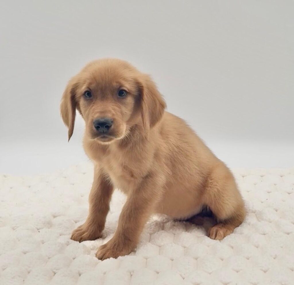 [#25753-03]  - Golden M Golden Retriever Puppies For Sale