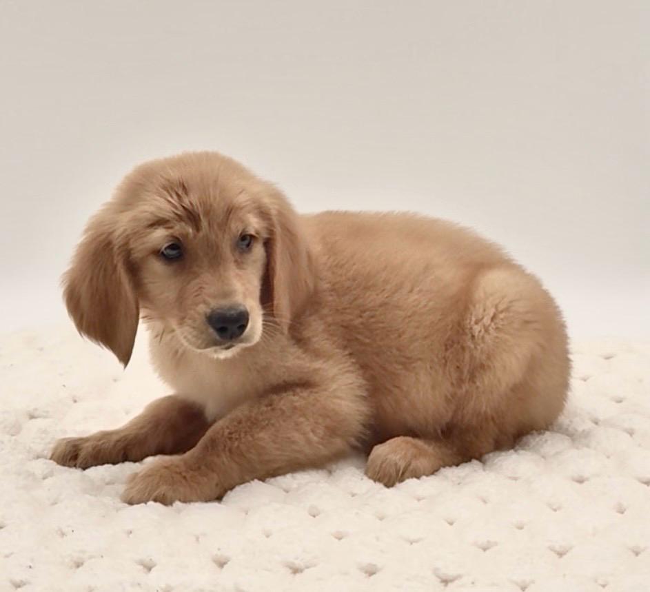 [#25753-06]  - Golden M Golden Retriever Puppies For Sale