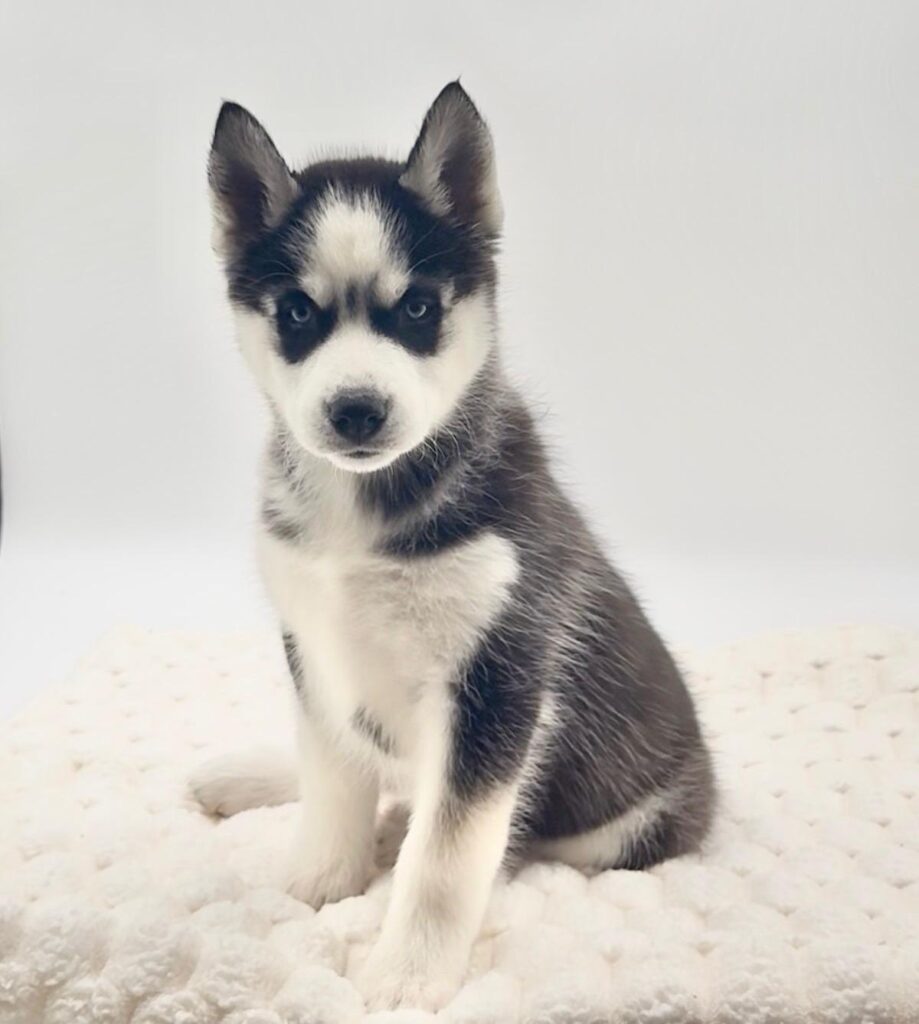[#25738-01]  - Black Gray / White M Siberian Husky Puppies For Sale