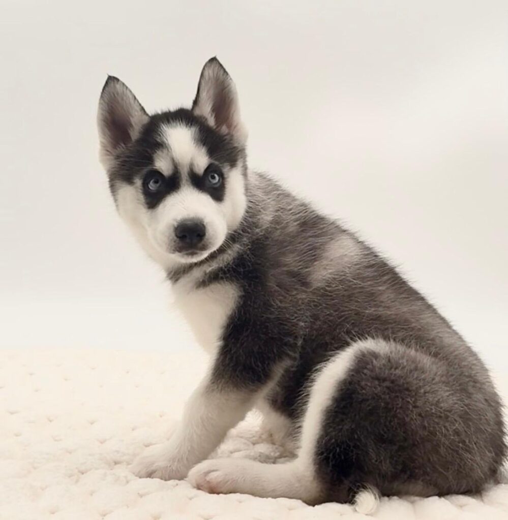 [#25738-02]  - Black Gray / White F Siberian Husky Puppies For Sale