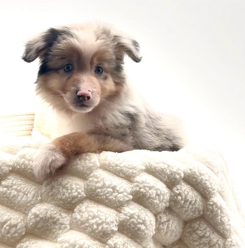 [#25755-01]  - Blue Merle M Miniature Australian Shepherd Puppies For Sale