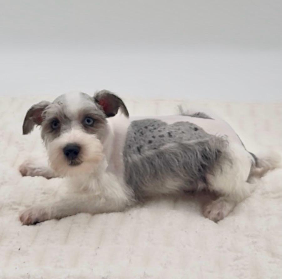 [#25792-01]  - Blue Merle M Miniature Schnauzer Puppies For Sale
