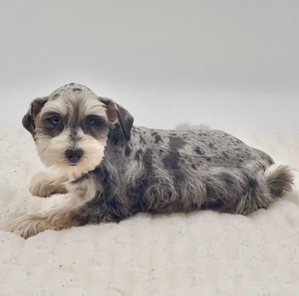 [#25795-04]  - Blue Merle F Miniature Schnauzer Puppies For Sale