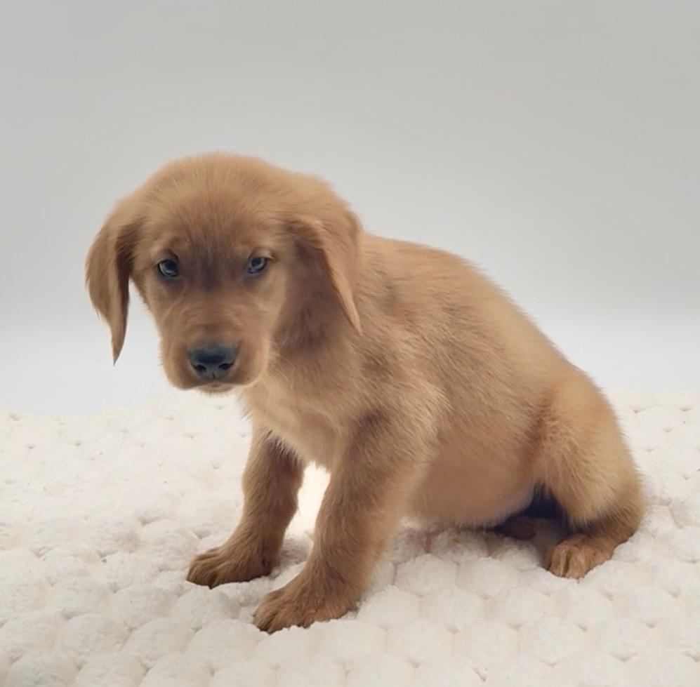 [#25753-02]  - Golden M Golden Retriever Puppies For Sale