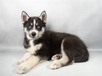 [#M11978]  - Black Tan and White M Siberian Husky Puppies For Sale