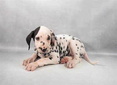 [#M12445]  - White and Black F Dalmatian Puppies For Sale