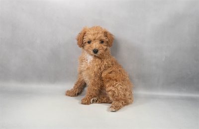 [#M13506]  - Red F Poodle Puppies For Sale
