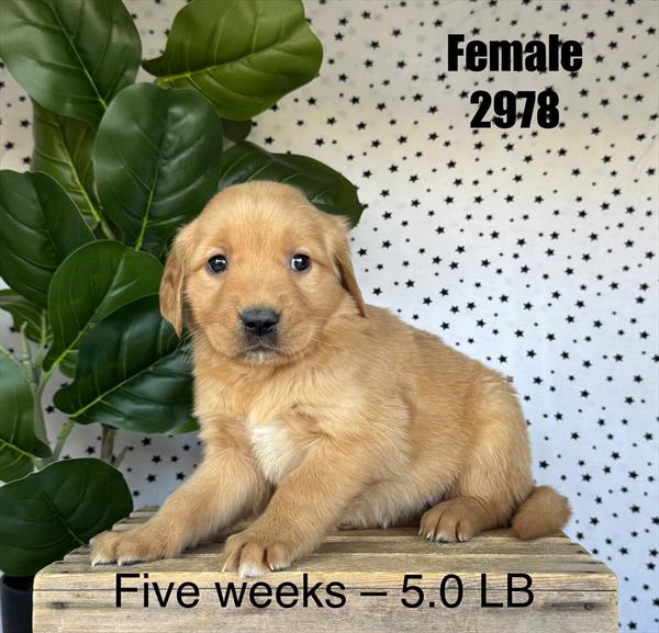 [#25785-06]  - Golden F Golden Retriever Puppies For Sale