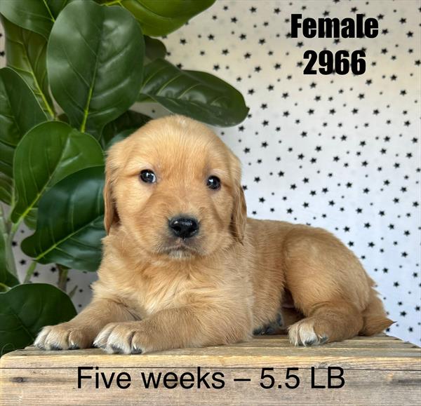 [#25785-07]  - Golden F Golden Retriever Puppies For Sale