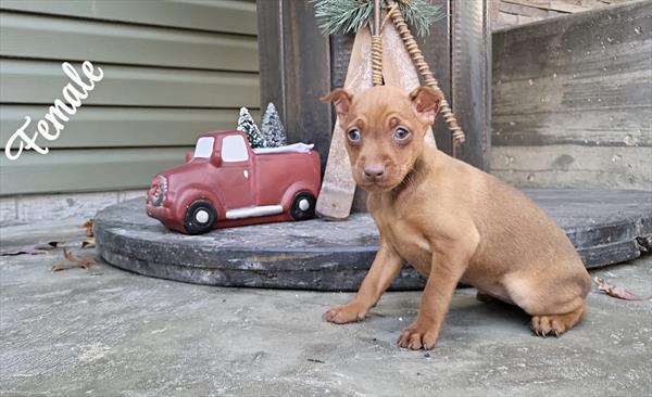 [#25814-03]  - Red F Miniature Pinscher Puppies For Sale