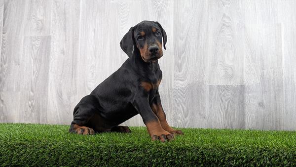 [#2559-02]  - Black / Tan M Doberman Pinscher Puppies For Sale