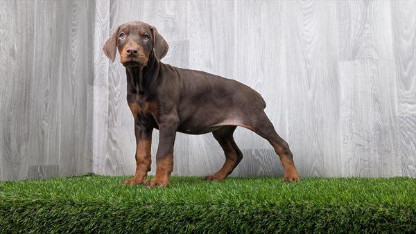 [#2559-04]  - Brown / Rust F Doberman Pinscher Puppies For Sale