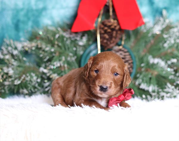 [#25232-05]  - Red / White M Goldendoodle Mini F1b Puppies For Sale