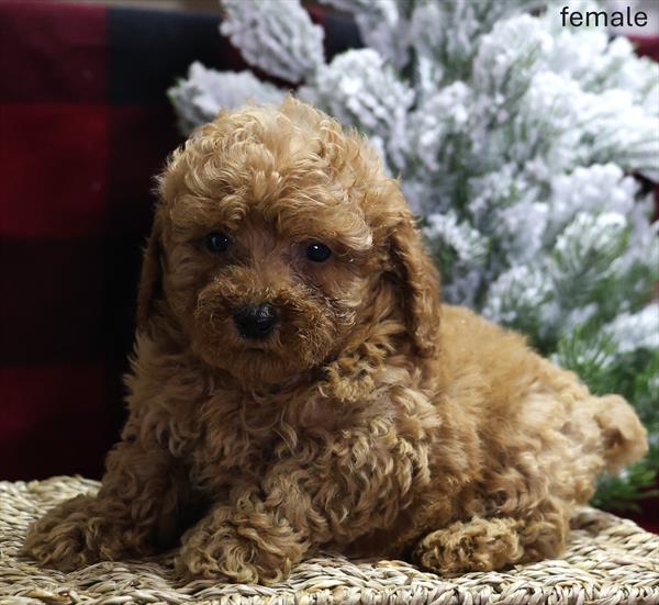 [#25841-04]  - Red F Poodle Mini Puppies For Sale