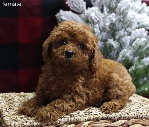 [#25841-05]  - Red F Poodle Mini Puppies For Sale