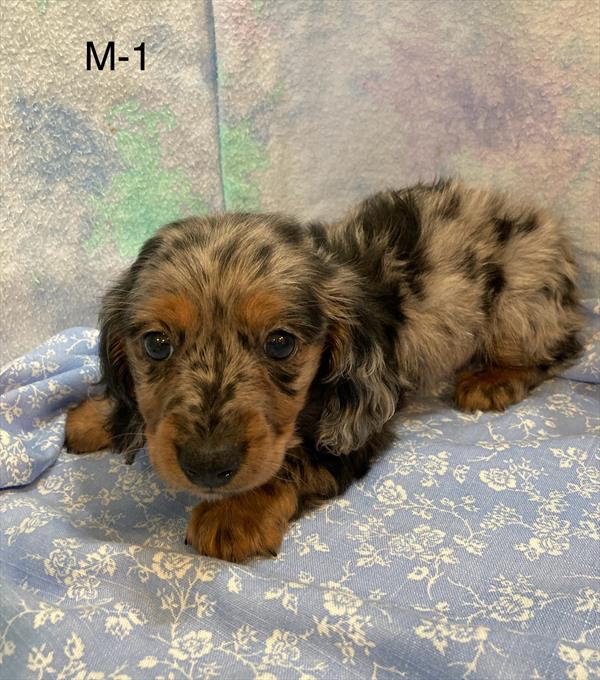 [#25815-01]  - Black / Tan M Dachshund Puppies For Sale