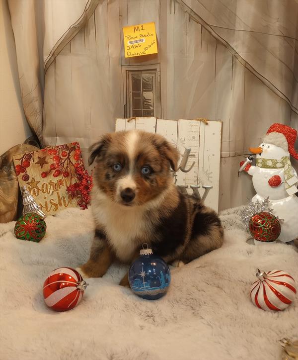 [#25853-01]  - M Miniature Australian Shepherd Puppies For Sale