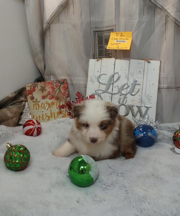 [#25852-03]  - F Miniature Australian Shepherd Puppies For Sale