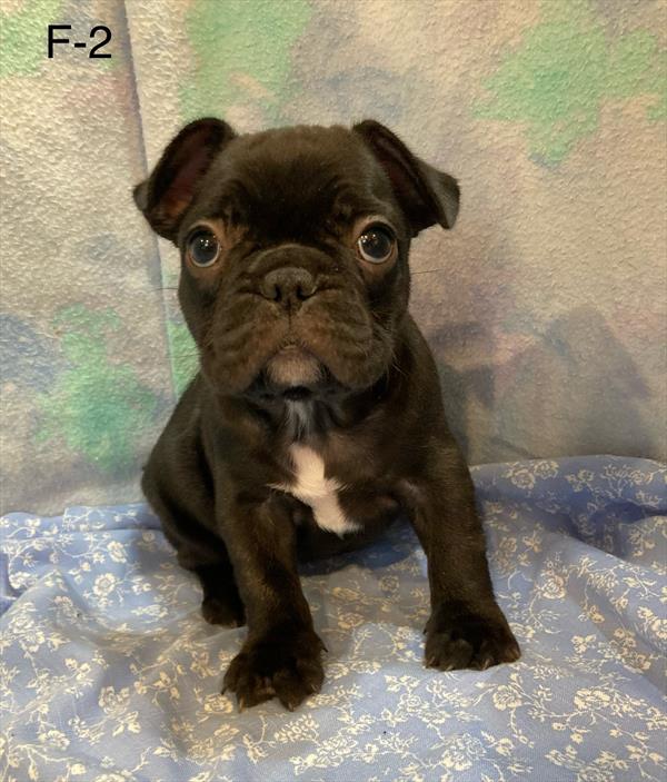 [#25817-03]  - Brindle F French Bulldog Puppies For Sale