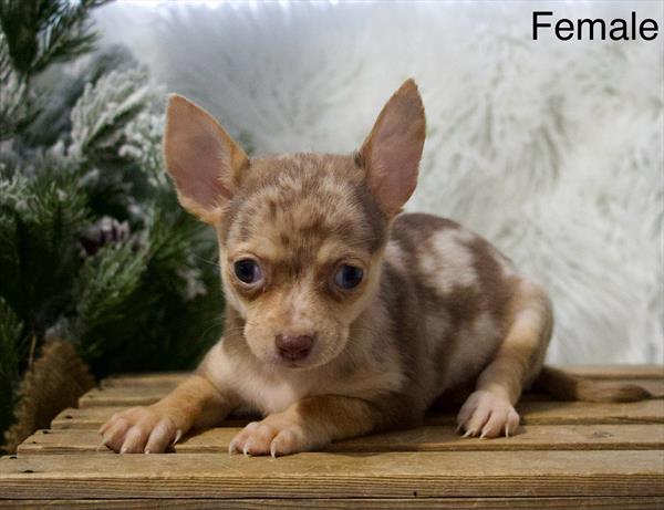 [#25847-02]  - Chocolate Merle F Chihuahua Puppies For Sale