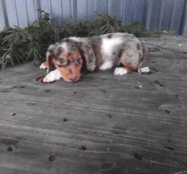 [#25862-03]  - Chocolate / Tan M Dachshund Puppies For Sale