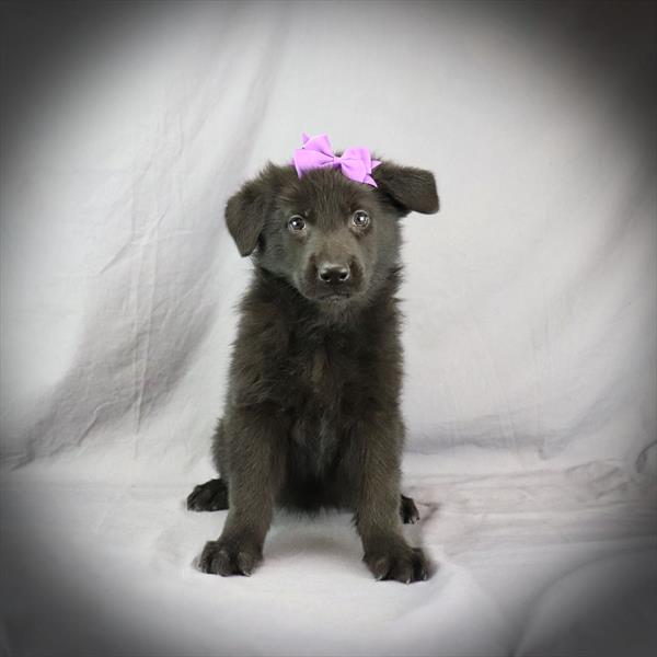 [#2549-01]  - Black F German Shepherd Dog Puppies For Sale