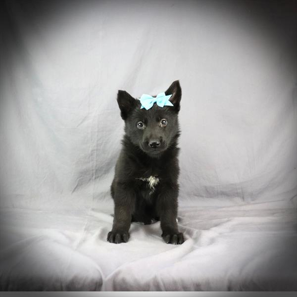 [#2549-02]  - Black F German Shepherd Dog Puppies For Sale