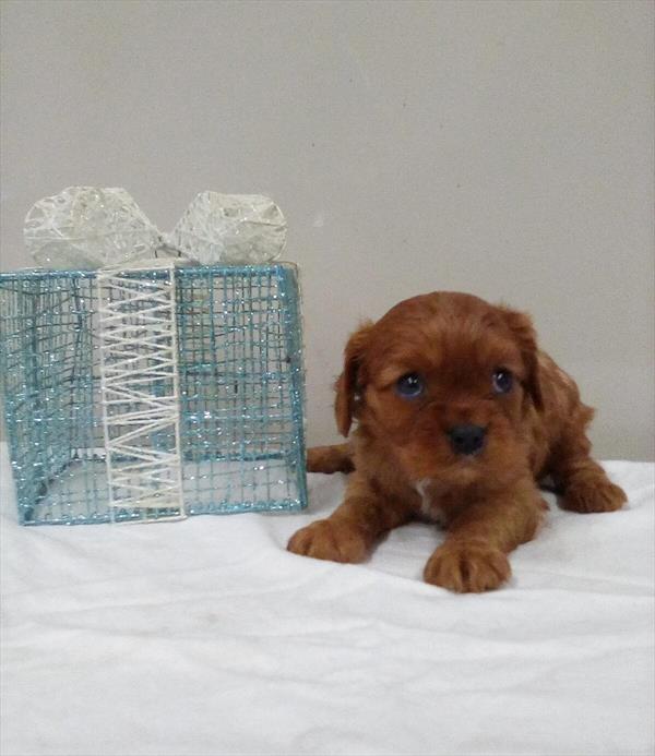 [#25890-03]  - Ruby F Cavalier King Charles Spaniel Puppies For Sale