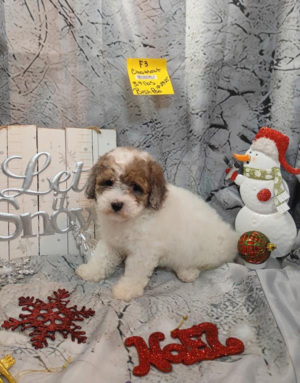 [#25893-03]  - Chocolate / White F Bichapoo Puppies For Sale