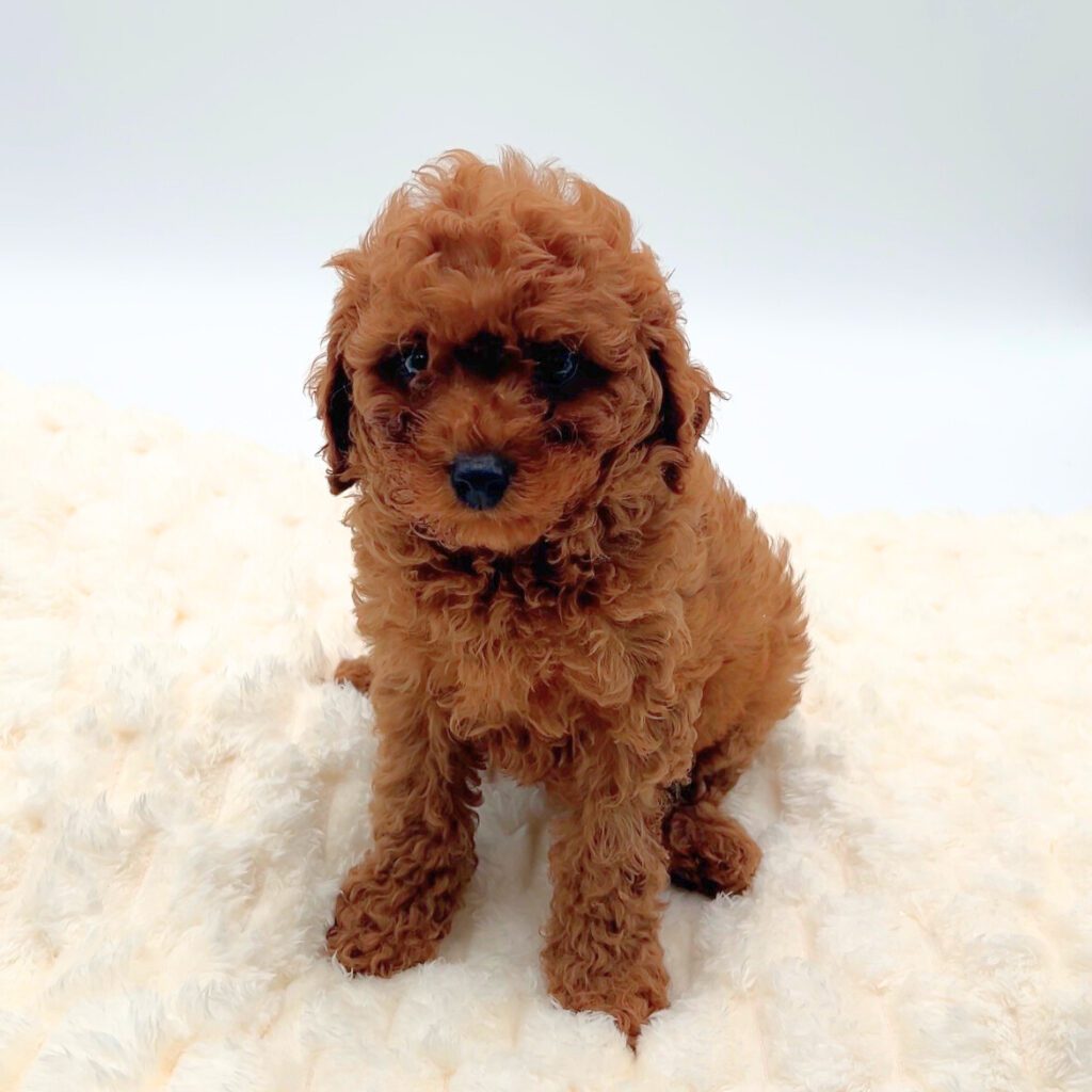 [#25869-06]  - F Cavapoo Puppies For Sale