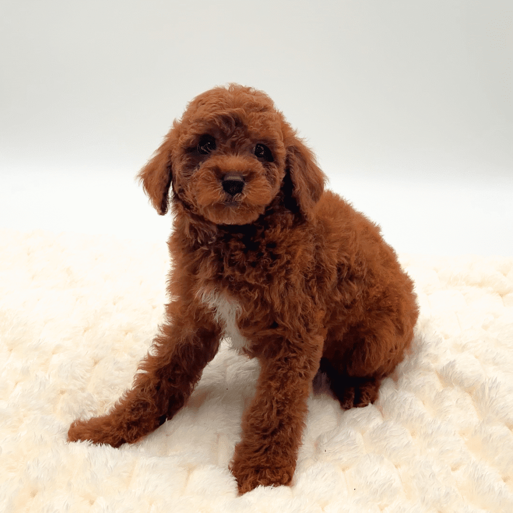[#25851-05]  - Red F Poodle Moyen Puppies For Sale