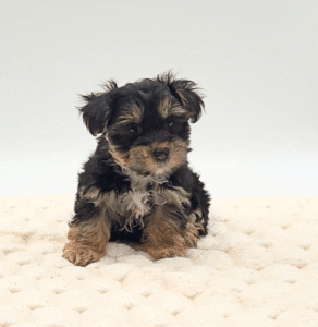 Morkie