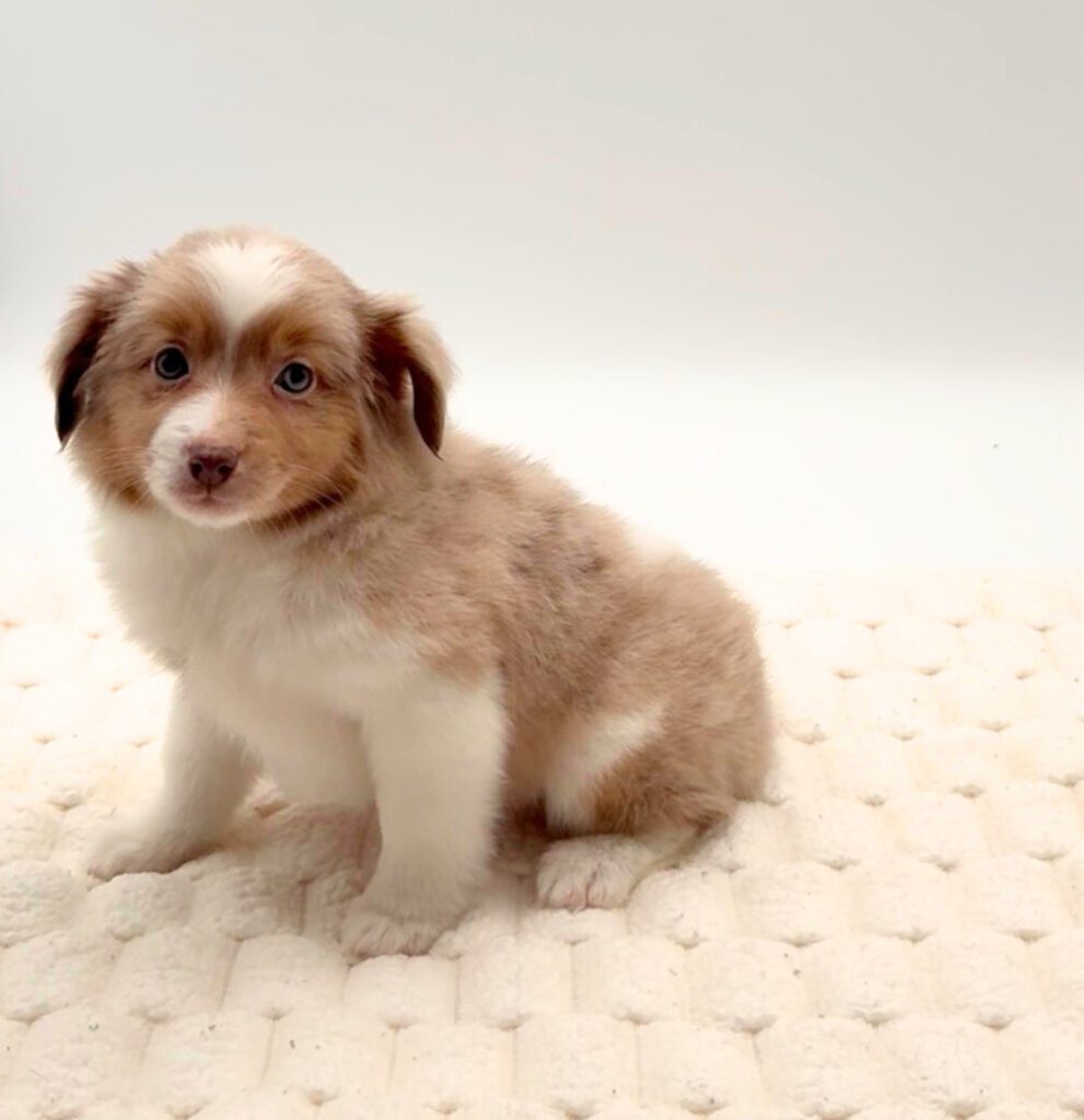 [#25756-03]  - Red Merle F Miniature Australian Shepherd Puppies For Sale