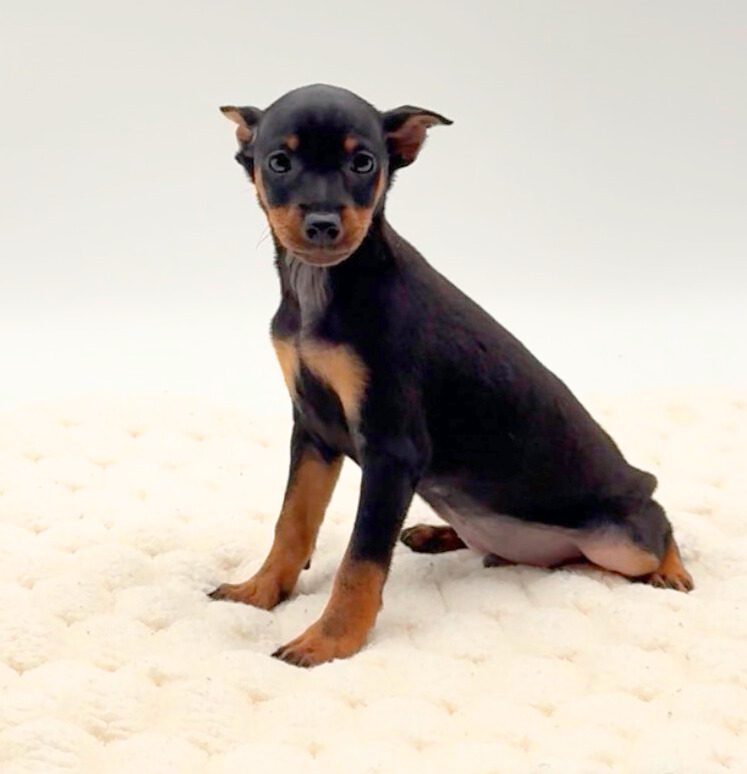 [#25814-01]  - Black / Tan M Miniature Pinscher Puppies For Sale