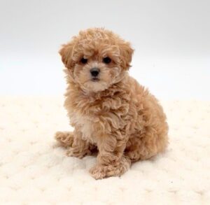Maltipoo