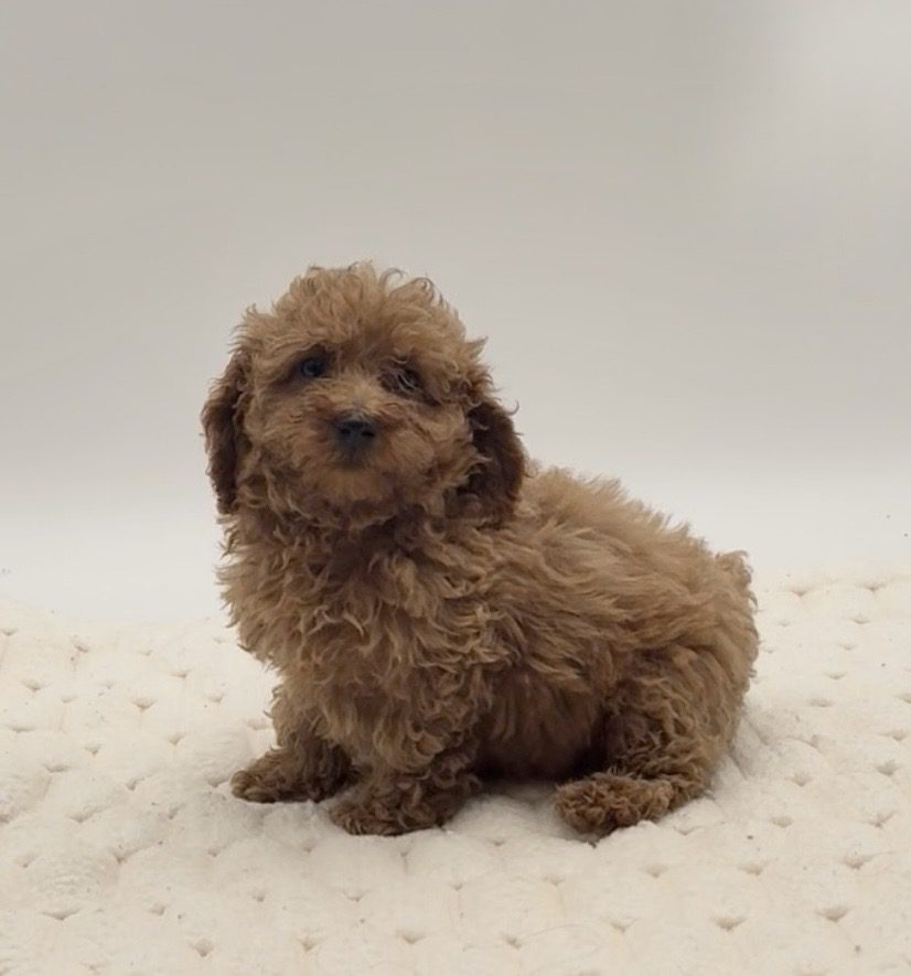 [#25841-04]  - Red F Poodle Mini Puppies For Sale