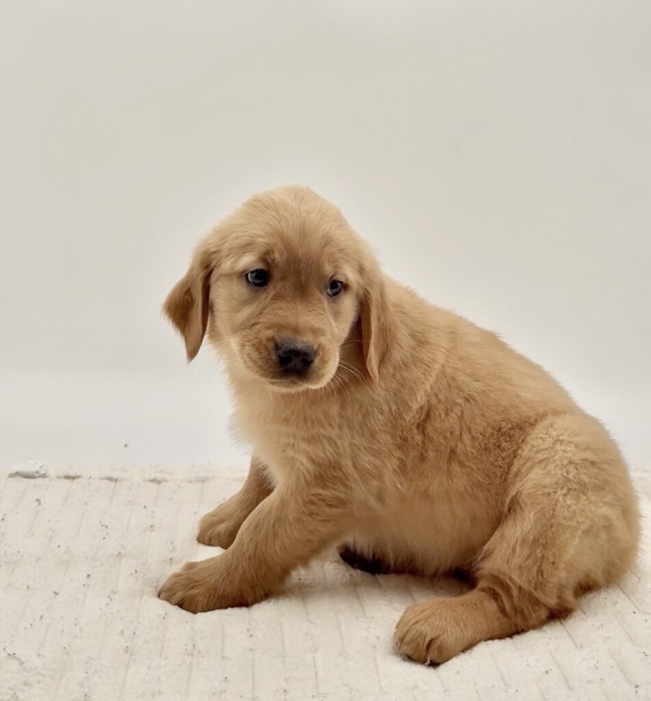 [#25785-06]  - Golden F Golden Retriever Puppies For Sale