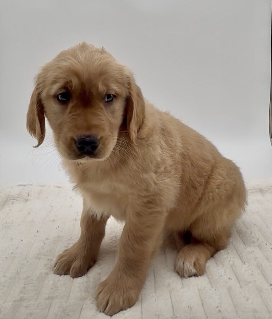 [#25785-07]  - Golden F Golden Retriever Puppies For Sale