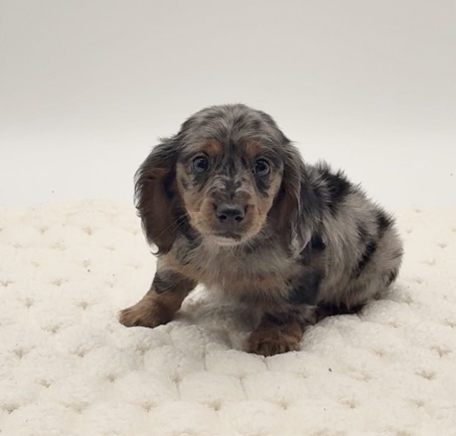 [#25815-01]  - Black / Tan M Dachshund Puppies For Sale
