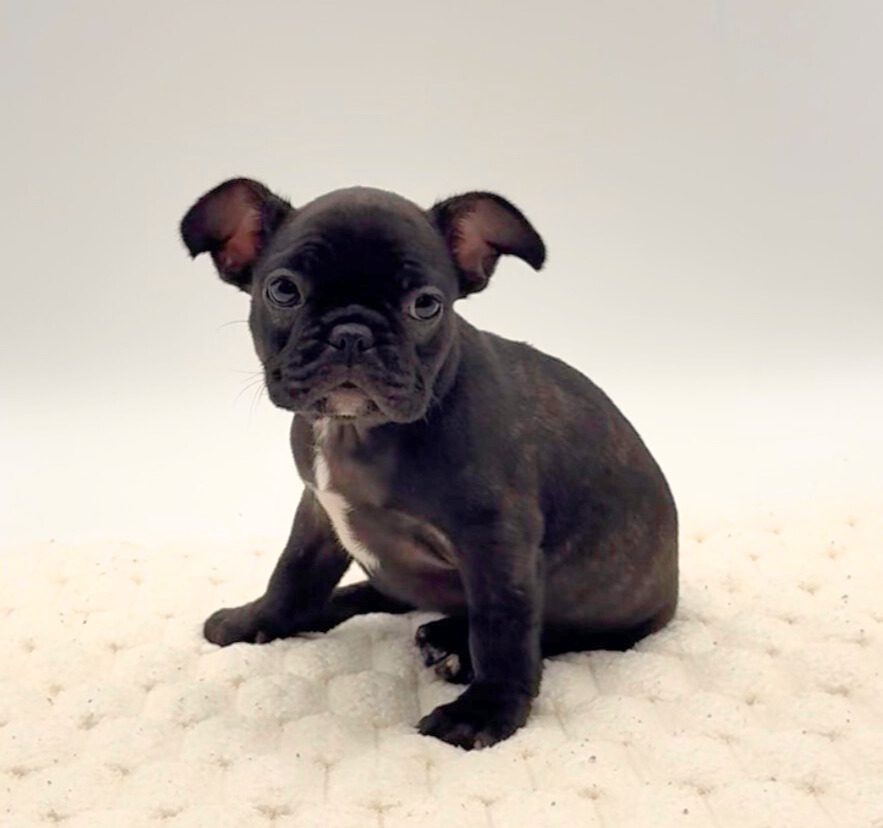 [#25817-03]  - Brindle F French Bulldog Puppies For Sale