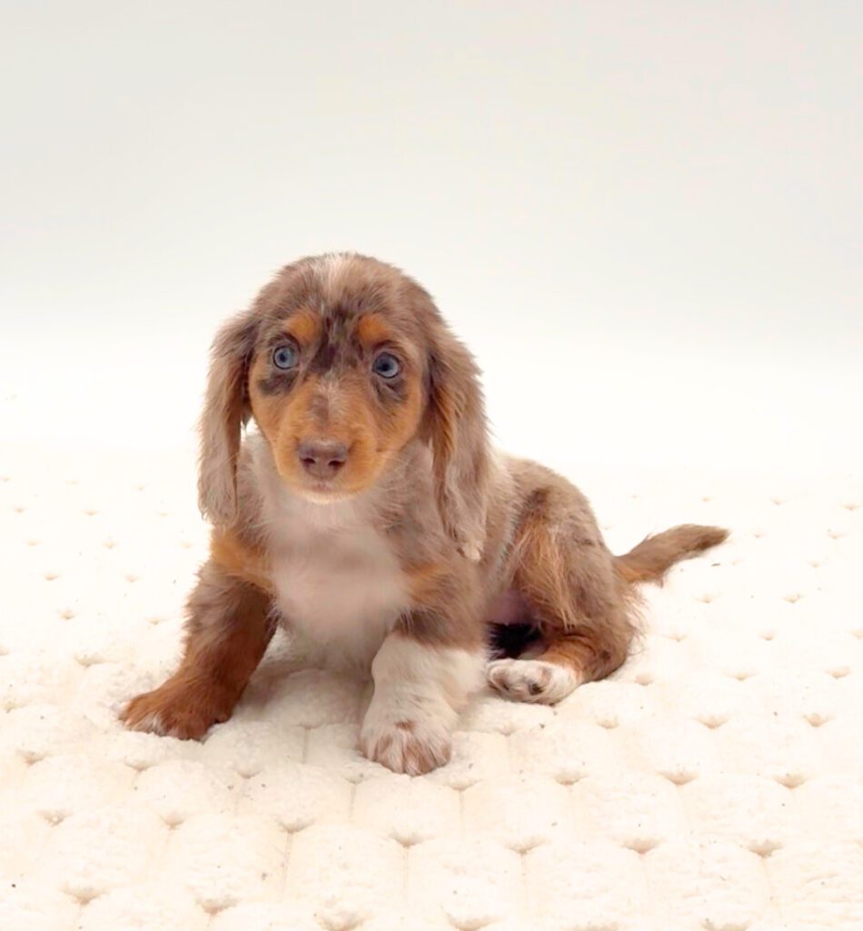 [#25862-03]  - Chocolate / Tan M Dachshund Puppies For Sale