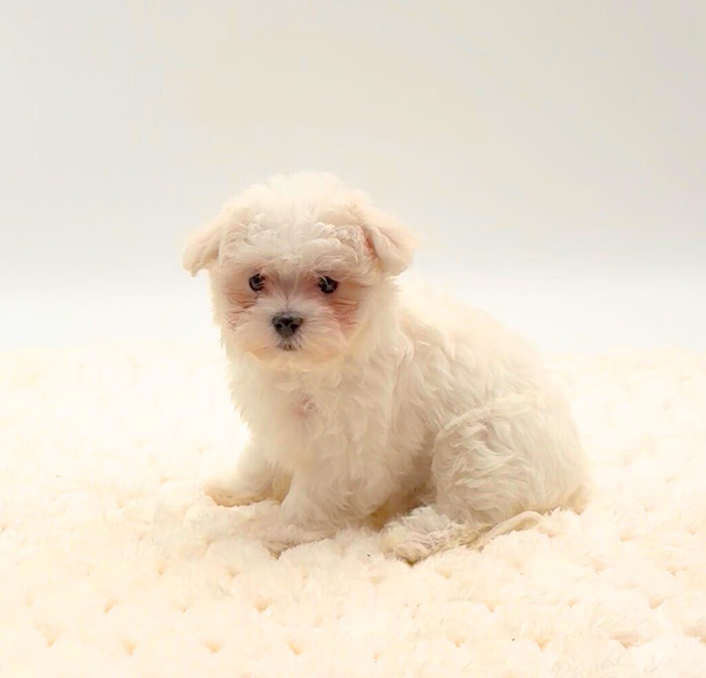 [#25818-03]  - White F Maltese Puppies For Sale