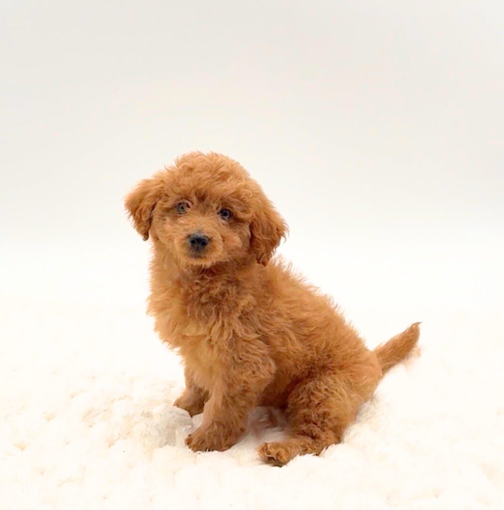 [#25808-03]  - Apricot M Poodle Mini/Goldendoodle Mini Puppies For Sale