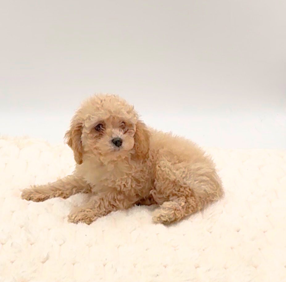 [#25869-05]  - F Cavapoo Puppies For Sale