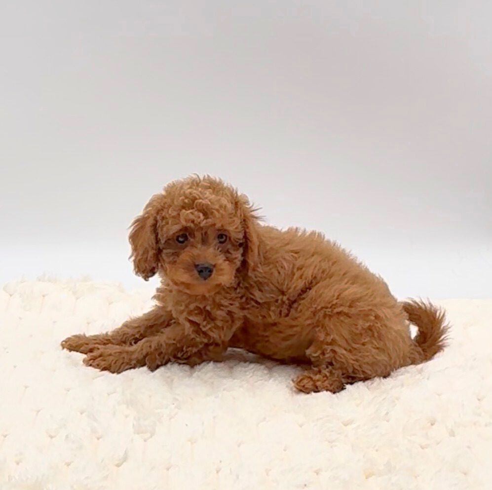 [#25869-03]  - M Cavapoo Puppies For Sale